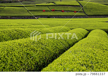 新芽のお茶畑 79661337