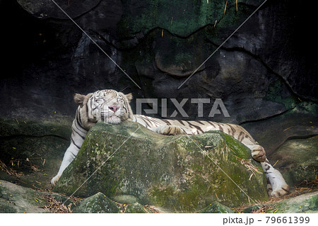 Big white tiger sleeps in the zoo. Big white tiger sleeps in the zoo. 79661399