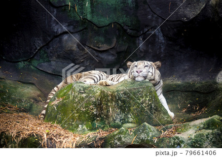 Big white tiger sleeps in the zoo. Big white tiger sleeps in the zoo. 79661406