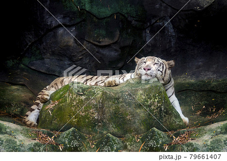 Big white tiger sleeps in the zoo. Big white tiger sleeps in the zoo. 79661407