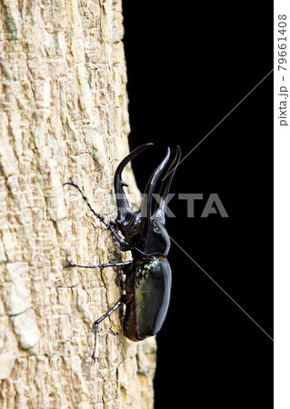 Dynastes hercules, Dynastinae is on dry logs with black background. Dynastes hercules, Dynastinae is on dry logs with black background. 79661408