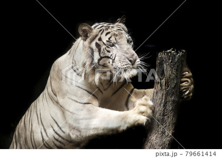 Big white tiger sleeps in the zoo. Big white tiger sleeps in the zoo. 79661414