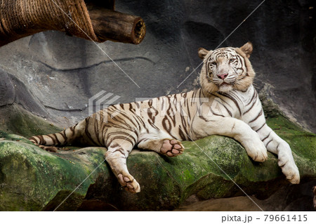 Big white tiger sleeps in the zoo. Big white tiger sleeps in the zoo. 79661415