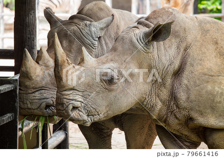 Two rhinoceros standing together in a zoo. Two rhinoceros standing together in a zoo. 79661416