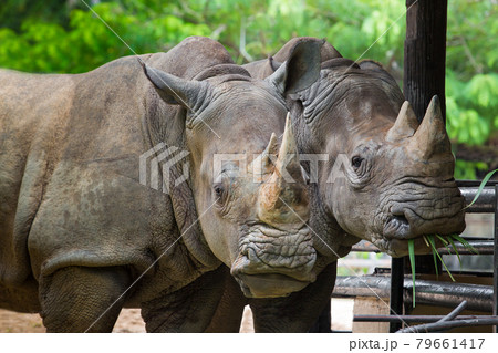Two rhinoceros standing together in a zoo. Two rhinoceros standing together in a zoo. 79661417