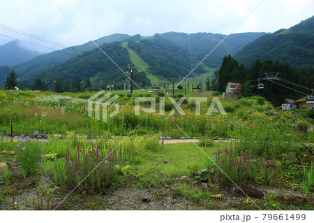 白馬五竜　高山植物園　長野県 79661499