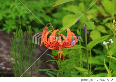 白馬五竜　高山植物園　長野県 79661512