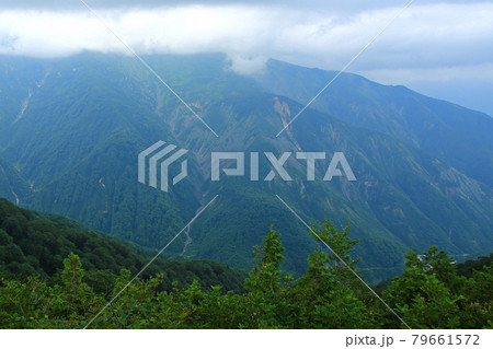 白馬五竜 高山植物園 長野県 白馬五竜 高山植物園 長野県 79661572
