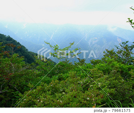 白馬五竜 高山植物園 長野県 白馬五竜 高山植物園 長野県 79661575