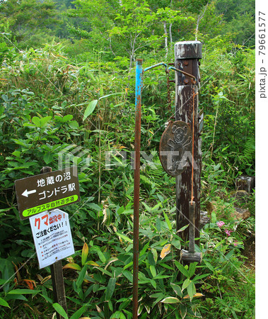 白馬五竜 高山植物園 長野県 白馬五竜 高山植物園 長野県 79661577