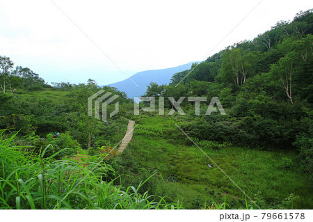 白馬五竜 高山植物園 長野県 白馬五竜 高山植物園 長野県 79661578