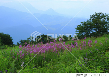 白馬五竜 高山植物園 長野県 白馬五竜 高山植物園 長野県 79661589