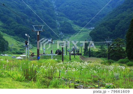 白馬五竜　高山植物園　長野県 79661609