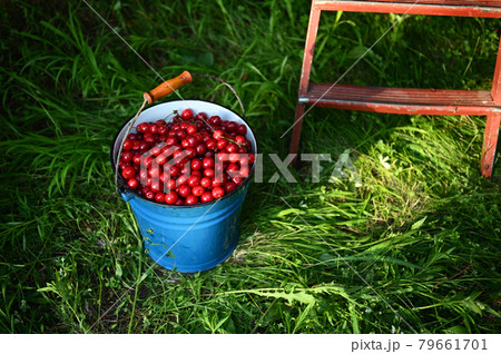 Cherry harvesting. Top view of blue metal bucket full of cherries on the grass. Concept of healthy nutrition and vitamins Cherry harvesting. Top view of blue metal bucket full of cherries on the grass. Concept of healthy nutrition and vitamins 79661701