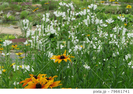 白馬五竜 高山植物園 長野県 白馬五竜 高山植物園 長野県 79661741