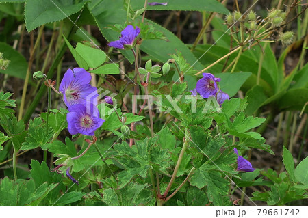 白馬五竜　高山植物園　長野県 79661742