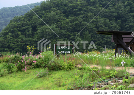 白馬五竜　高山植物園　長野県 79661743