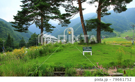 白馬五竜　高山植物園　長野県 79661752