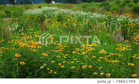白馬五竜 高山植物園 長野県 白馬五竜 高山植物園 長野県 79661769
