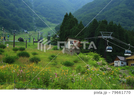 白馬五竜 高山植物園 長野県 白馬五竜 高山植物園 長野県 79661770