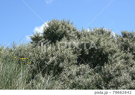 grey Bush 79662642