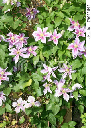 clematis flower  (Clematis) 79662645