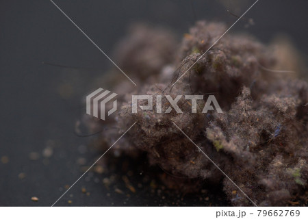 ハウスダスト 79662769