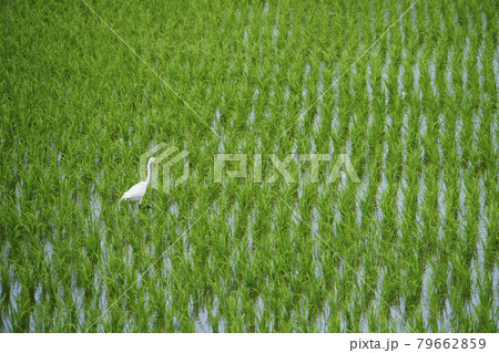 水田でエサをあさる白サギ 水田でエサをあさる白サギ 79662859