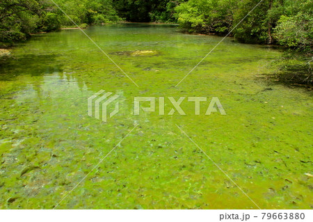中国四川省アバ・チベット族チャン族自治州松潘県 世界自然遺産黄龍風景区石灰棚の鮮やかな池 中国四川省アバ・チベット族チャン族自治州松潘県 世界自然遺産黄龍風景区石灰棚の鮮やかな池 79663880