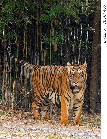 Tiger in the Zoo 79664465