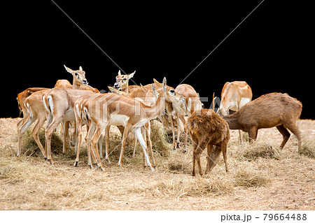 Deer in the zoo Deer in the zoo 79664488