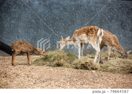 Deer in the zoo 79664587
