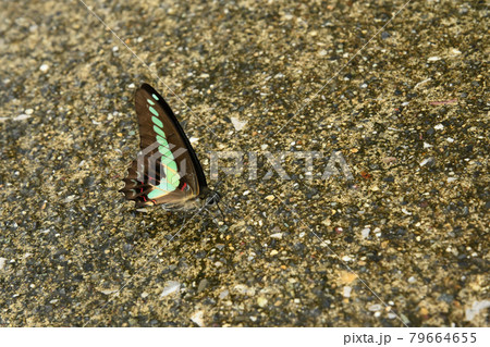 青条揚羽pasu 79664655