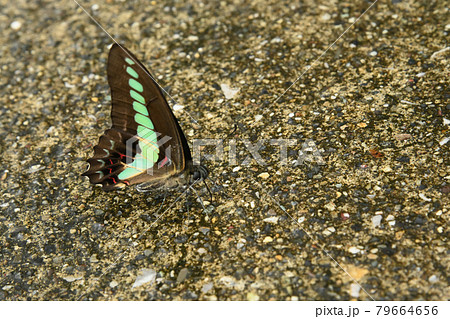 青条揚羽pasu 79664656