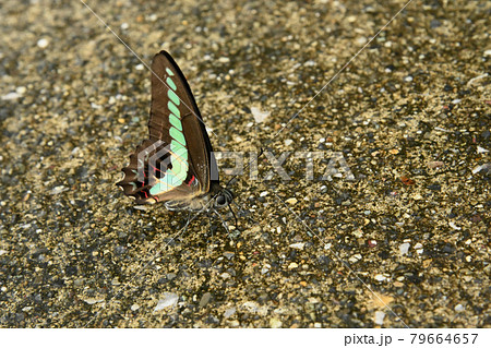 青条揚羽pasu 79664657