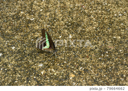 青条揚羽pasu 79664662