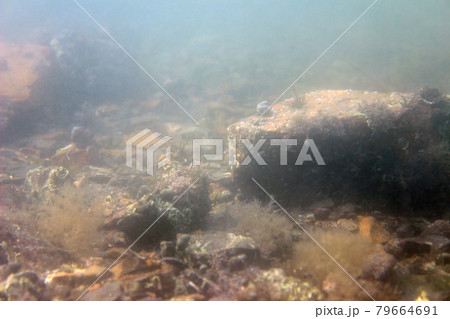 Underwater background Underwater background 79664691