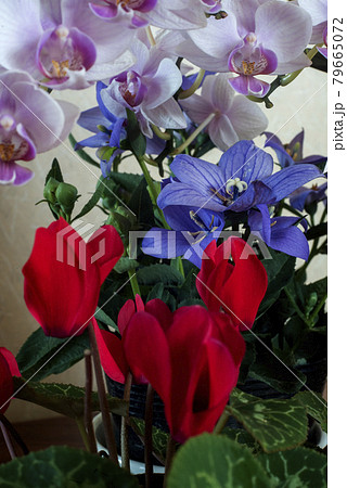 胡蝶蘭、桔梗と同時に咲く狂い咲きのシクラメン 胡蝶蘭、桔梗と同時に咲く狂い咲きのシクラメン 79665072