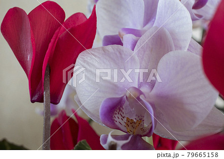 胡蝶蘭と夏咲のシクラメン 胡蝶蘭と夏咲のシクラメン 79665158