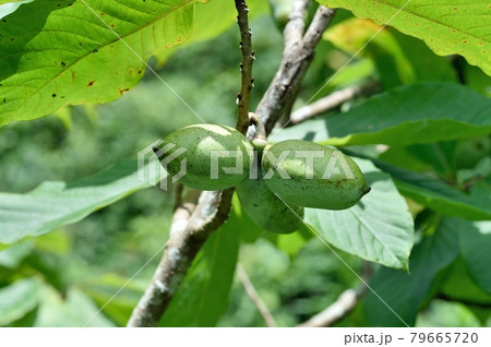 ポポーの若い実 ポポーの若い実 79665720