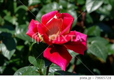 薔薇コロラマ COLORAMA, ROSE 79665728