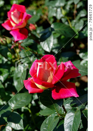 薔薇コロラマ COLORAMA, ROSE 79665729