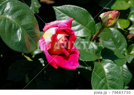 薔薇コロラマ COLORAMA, ROSE 79665730