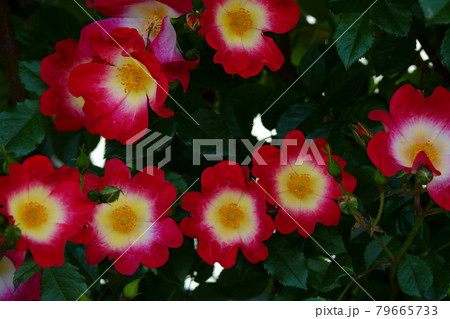 薔薇カクテル COCKTAIL, ROSE 79665733