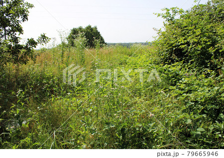 Uncultivated fields by summer at the surroundings of Zagreb, Croatia 79665946