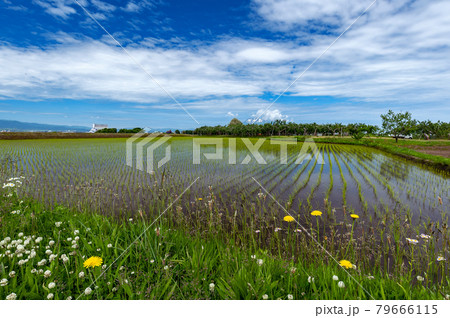 【青森県津軽平野】津軽平野の水田と残雪の津軽富士岩木山 79666115