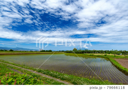 【青森県津軽平野】津軽平野の水田と残雪の津軽富士岩木山の写真素材 [79666118] PIXTA