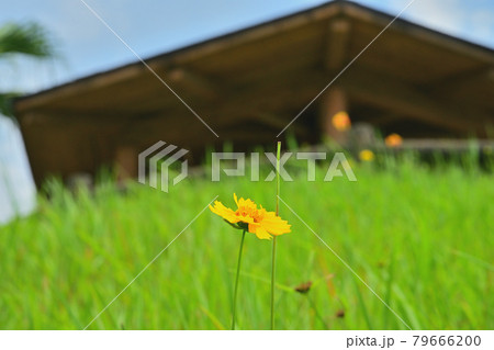 花 79666200