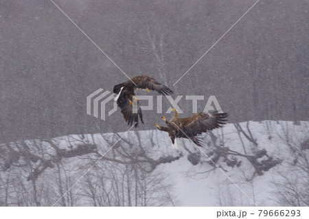 獲物を奪い合うオジロワシ 獲物を奪い合うオジロワシ 79666293