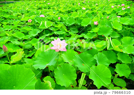 蓮花 79666310